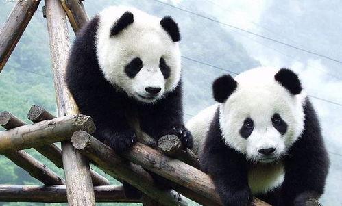 娱乐吃瓜大熊猫视频下载,萌态可掬萌翻网友